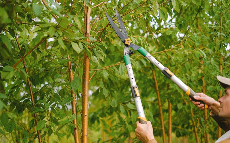 Tree trimming in Paw Paw, WV