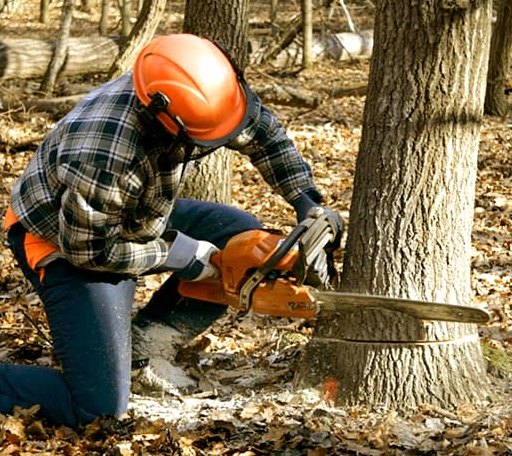 Tree Removal in Paw Paw, WV